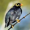Starlings and Mynas